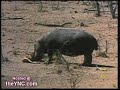 فرس النهر ينقذ غزال من فك تمساح  سبحان الله