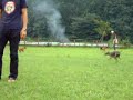 Italian Greyhound Paradise 05