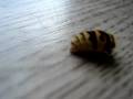 Dead Wasp is Alive!