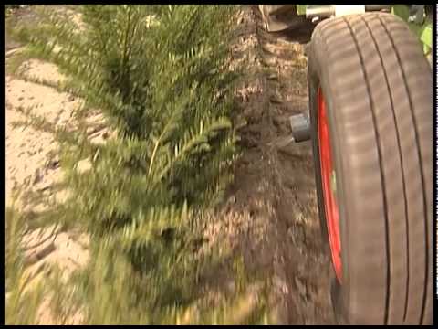 how to fertilize hedges