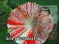 ENCANTADORA-CHILIA-C