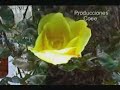 ENCANTADORA-CHILIA-C