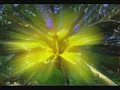 ENCANTADORA-CHILIA-C