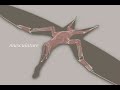 The Structure of a Pterosaur