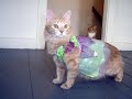 halloween kitties...
