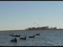 New Fowl Play 6 DVD Trailer Part 2 New Fowl Play 6 DVD Trailer Part 2