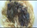 Handfed Baby Birds