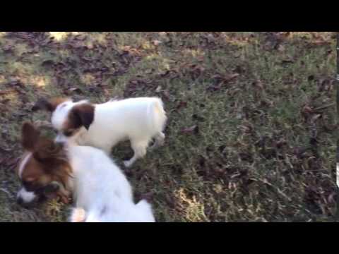 AKC female papillon white and sable