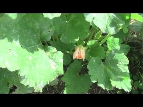 how to treat mildew on zucchini leaves'