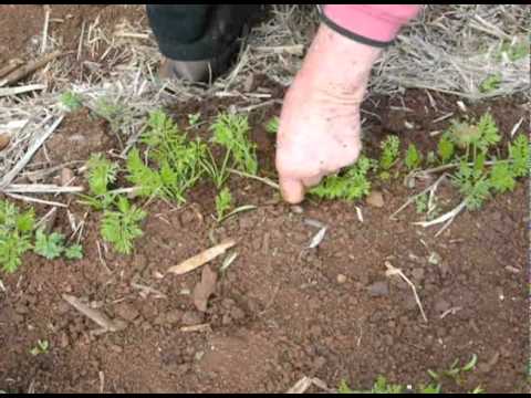 how to grow carrots from other carrots