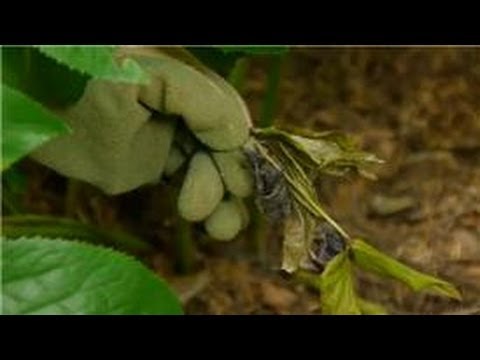 how to transplant hellebores