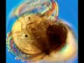 Balada de la larva veliger
