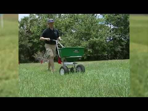 how to fertilize st augustine grass in florida