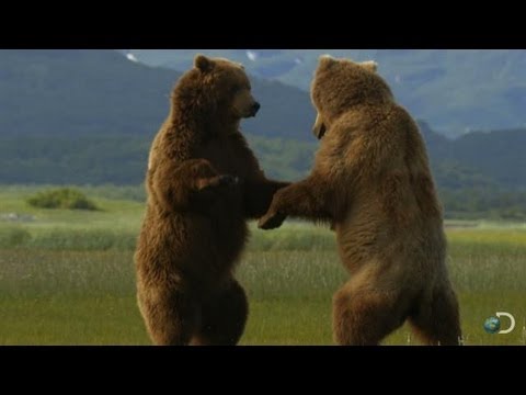 Giant Grizzly Bears Battle | Great Bear Stakeout