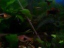 Mi acuario