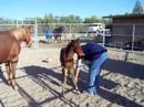 Baby B and Halter 101