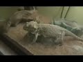 bearded dragon lizard pooping bearded dragon lizard pooping