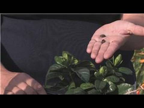 coffee beans - Coffee bean plants grow best in tropical, humid climates, but they can be grown at home from the fresh green bean that has not been baked or roasted. Start a...
