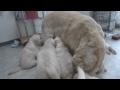 Click here to watch this video アイン村 生後46日目（ゴールデンレトリバー）