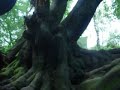 The Chained Oak, Alton