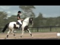 Whats Colour, Coloured Warmblood stallion aged 5 years
