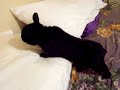 my bunny is crazy and wierd