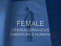 ANATOMY LESSONS FROM THE PAST, PREGNANT UTERUS AND EMBRYOS