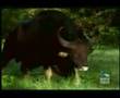 The Gaur