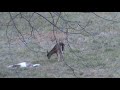 Self video Deer Hunt-Double Down part 2
