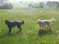 Briard