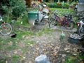 Drei kleine Katzen und ein Hund