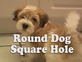 round dog vs  square hole