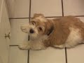 Round Dog vs. Square Hole