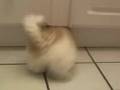 Round Dog vs. Square Hole