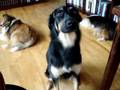 title="Dog