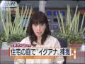 住宅の庭先にイグアナ 警察官3人で捕獲 栃木(09/10/05)