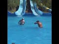 world-of-maple-aqua-land.html