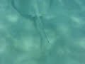 Chasing a Stingray (Underwater at Castaway Cay, Bahamas)
