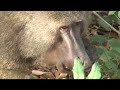 Elephant-blogging in Benin with Xeni (BBtv WORLD: West Africa)