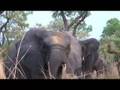 Elephant-blogging in Benin with Xeni (BBtv WORLD: West Africa)