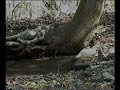 Mink Fishing Mink Fishing