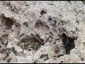 Vita da.......FORMICHE Vita da.......FORMICHE