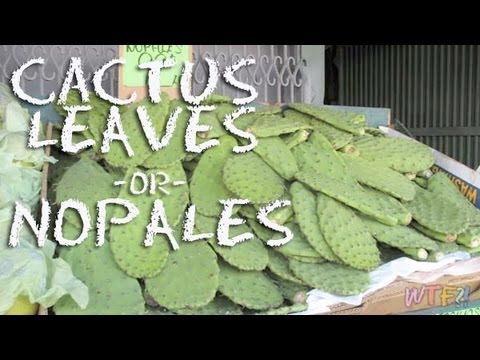 how to replant nopales