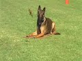 Belgian Malinois training for French Ring Sport Belgian Malinois training for French Ring Sport
