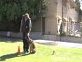 Belgian Malinois training for French Ring Sport