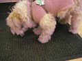 dog eating
