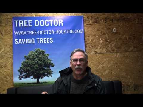 how to deep root fertilize a tree