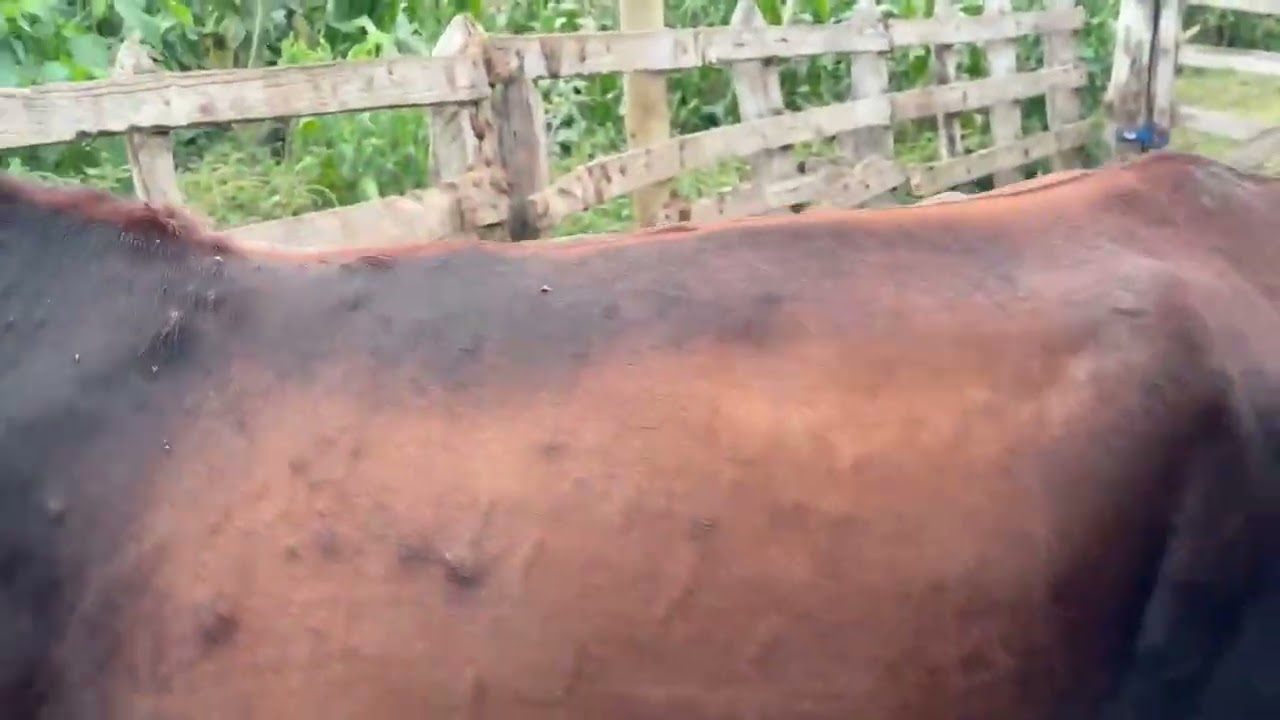 LOTE 31 - 01 VACA (BÉLGICA) GIROLANDO ½; 2ª CRIA; PRENHES: 3 A 4 MESES; PROD.: 12 KG