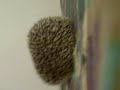 My Hedgehog