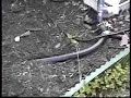 Weed-Free Outdoor Hydroponic Gardening